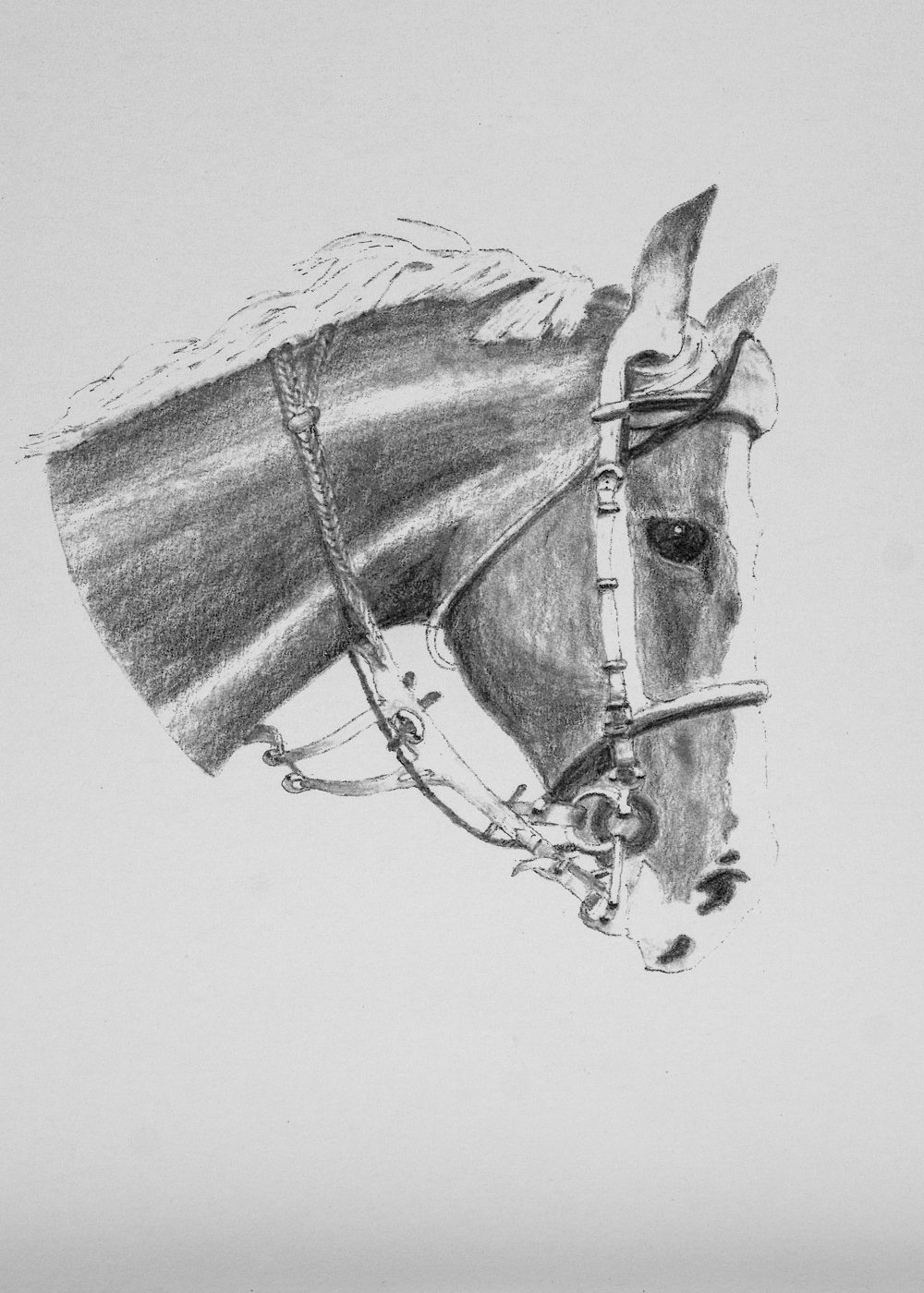 Pencil drawing of a Bridled Horse