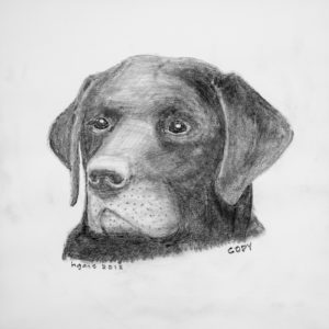 Pencil drawing of a black lab