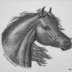 Pencil drawing of a Black Stallion