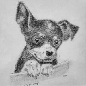 Pencil drawing of a puppy