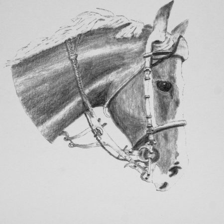 Pencil drawing of a Bridled Horse